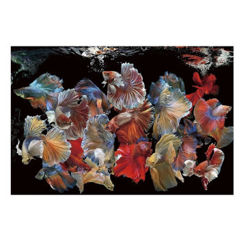 Фотография на стекле Peces Siam 150x100
